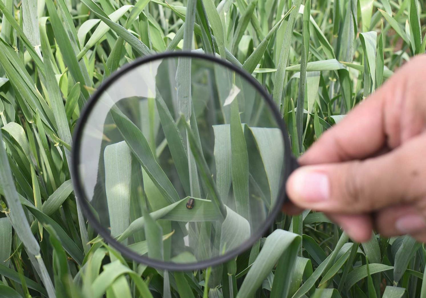 Levi’s embarks on Pakistan cotton initiative