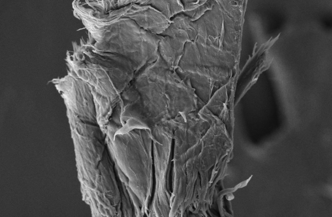 Levi's and Artistic Milliners add know-how to fibre shedding research