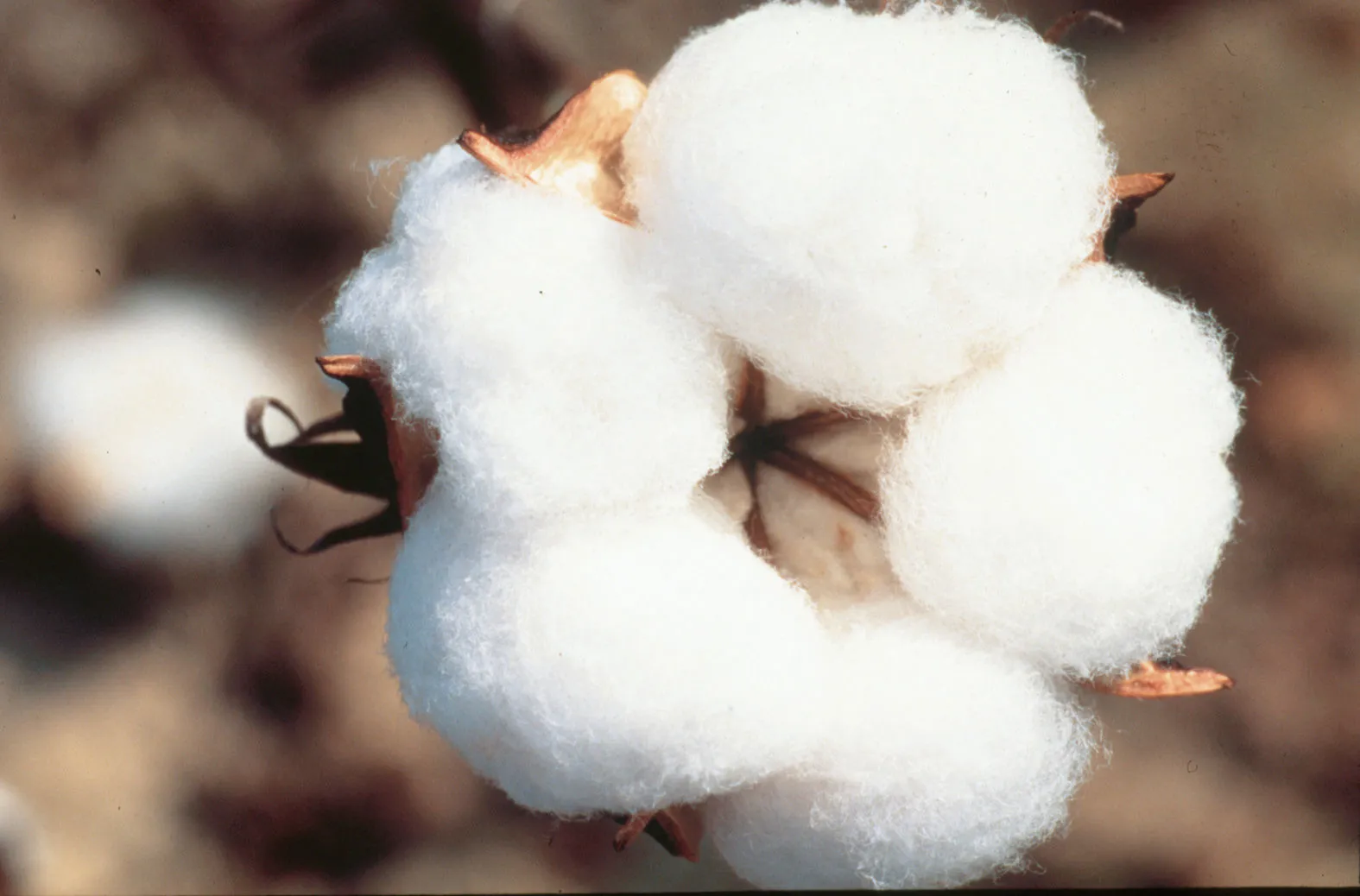 US launches plan to support cotton