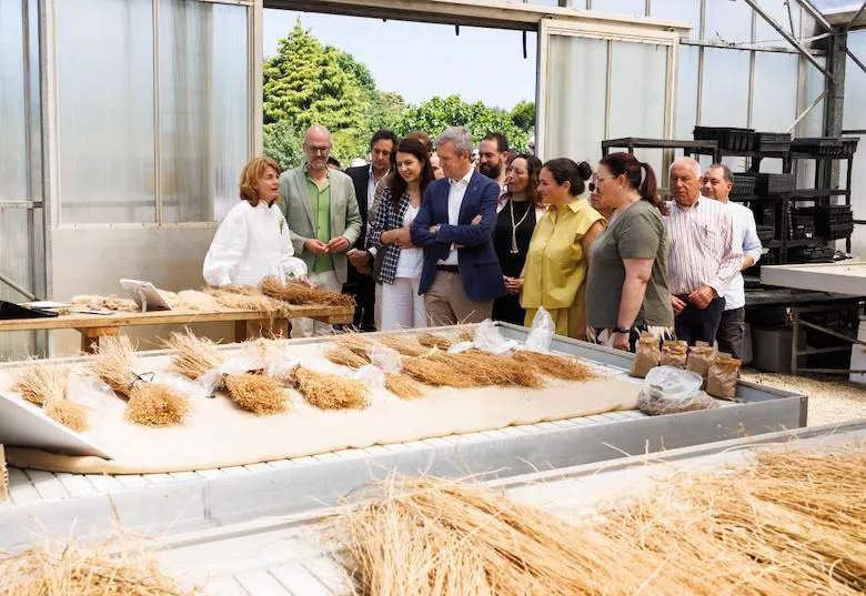 Galicia’s government wants to bring back flax and linen production