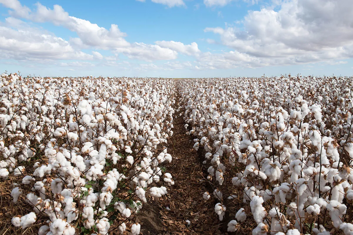 Real world data feeds Cotton Inc LCA