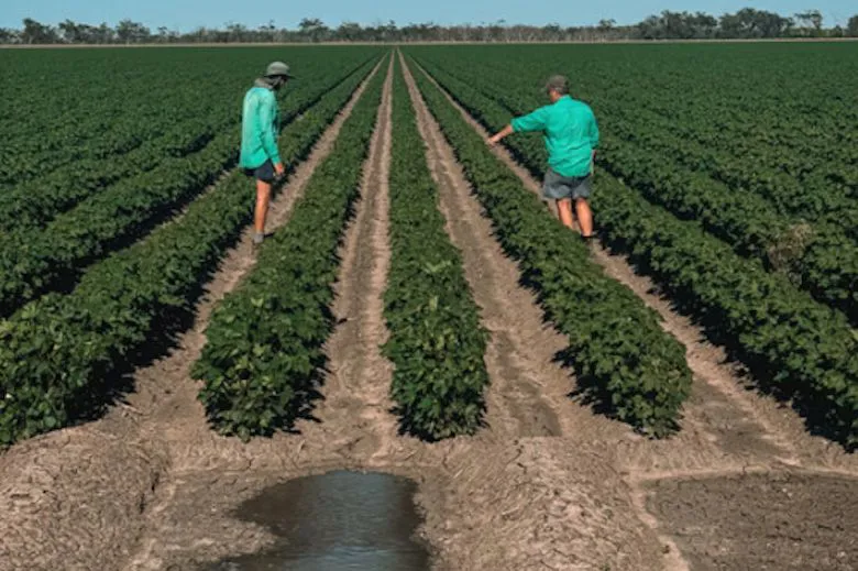Water: cotton body wants to do more with the system Australia already has