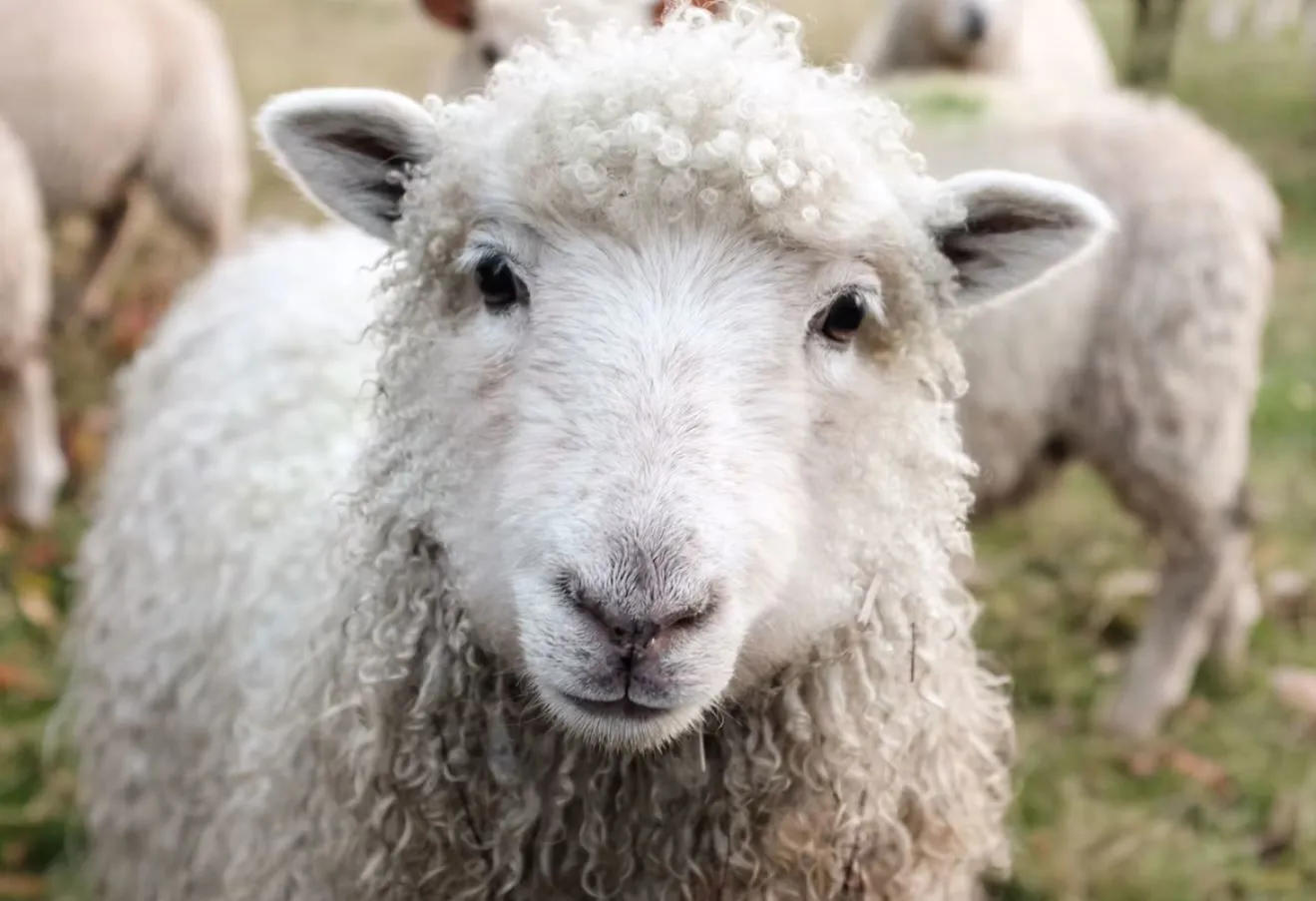 Wool sector ‘cautiously optimistic’ as merino jumps 25%