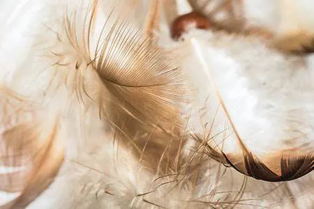 First new fibre classification from FTA in two decades